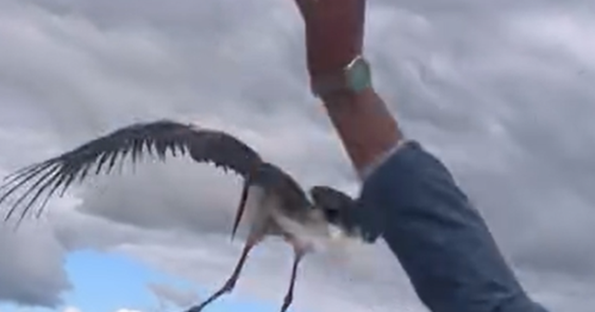 I riu shpëton lejlekun e sëmurë dhe e rikthen në Lagunën e Nartës