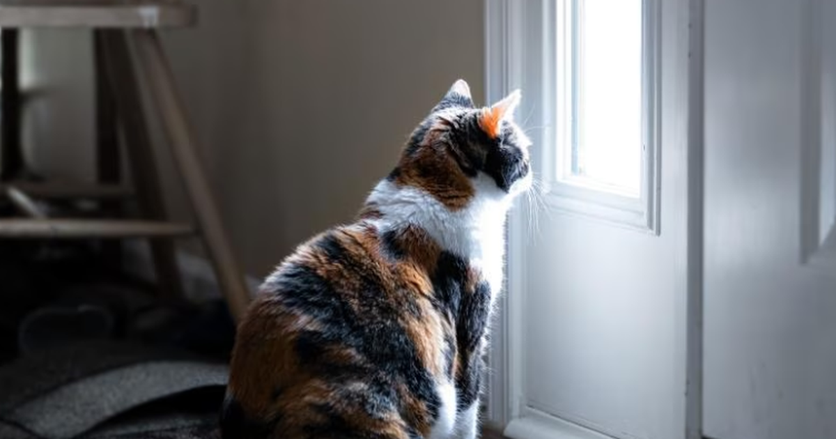 Në Suedi  tani është krim ta lësh macen vetëm gjithë ditën