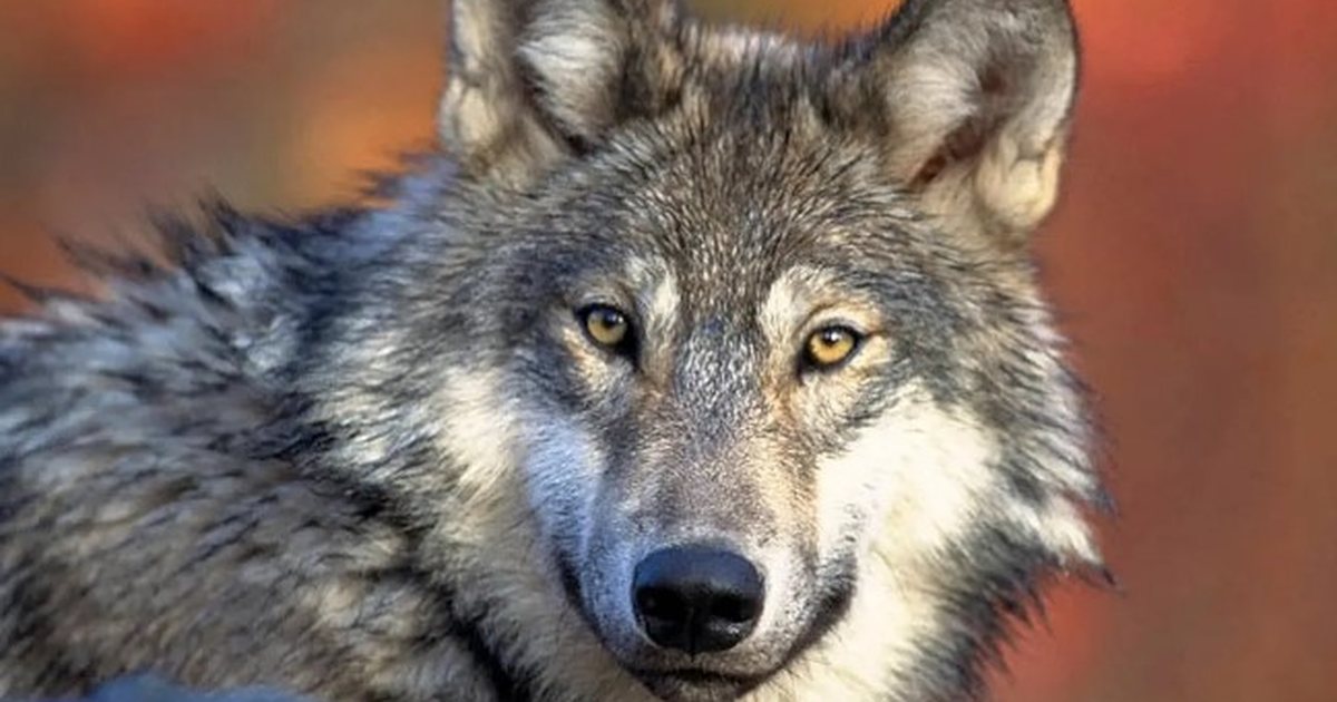 E rëndë në Hamburg  Ujku kafshon në fytyrë një grua  hidhet në liqen për t i shpëtuar sulmit