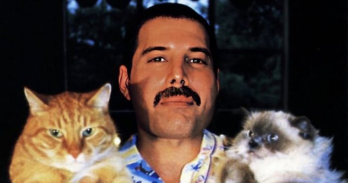 Freddie Mercury dhe dashuria e tij e jashtëzakonshme për macet