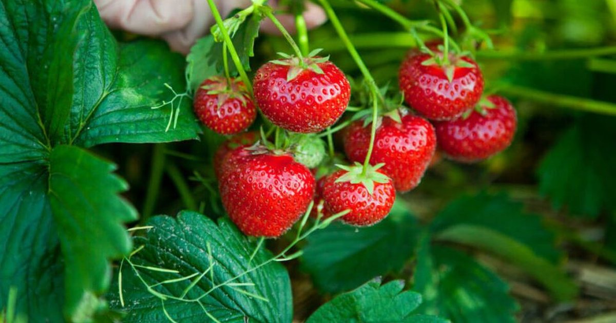 Konsiderohen si fruti më i ndotur dhe me pesticide  ja disa hapa se si t i lani siç duhet luleshtrydhet