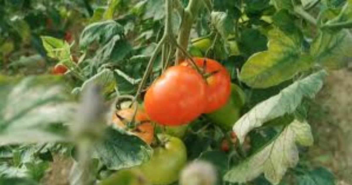 Domatja me çmim rekord  350 lekë kilogrami  Fermerët  Na vjen turp  por kostot janë rritur shumë