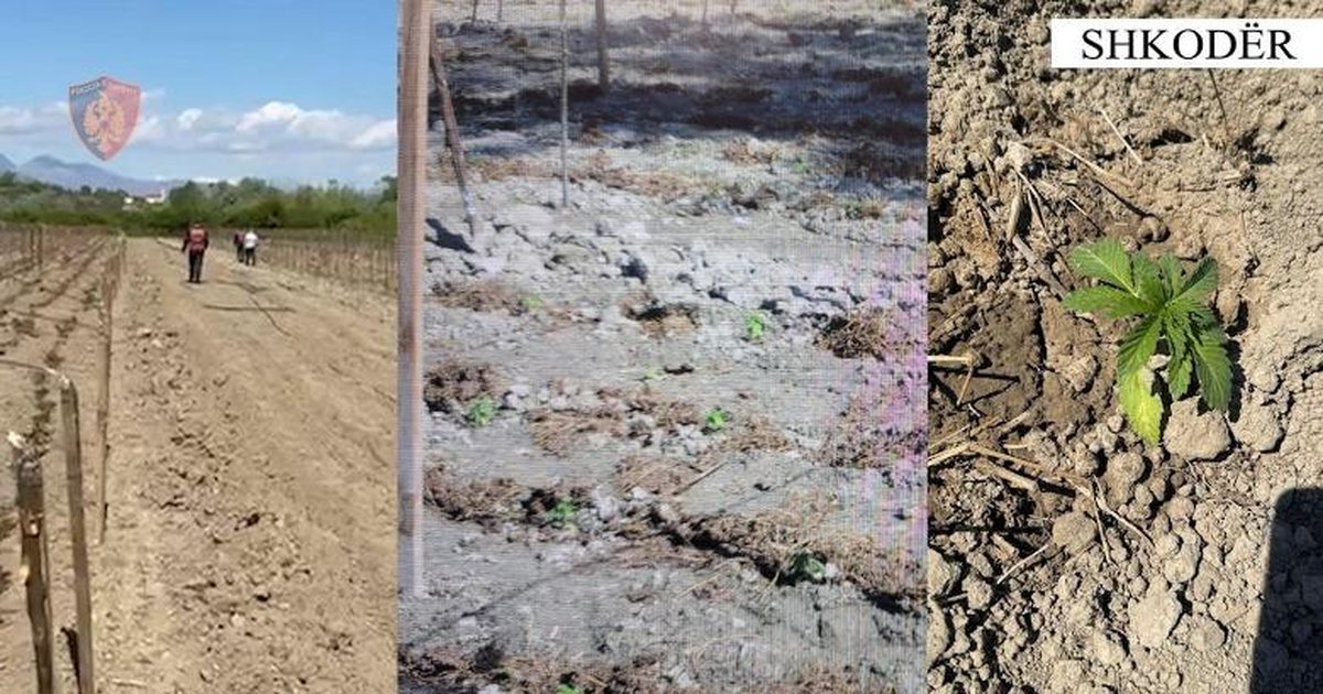Shkodër  Kishin kultivuar kanabis në fshatin Mali i Gjymtit  arrestohen babë e bir