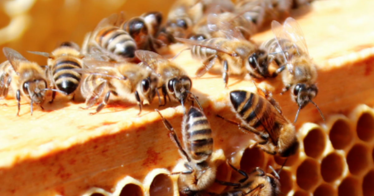 Zbulim që jep shpresë  Ja si bletët mund të ndihmojnë në trajtimin e kancerit të gjirit