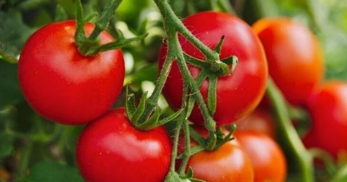  Ari i kuq   domatja importohet 60 lekë  shitet deri në 600 lekë  shkak prodhimi i paktë vendas