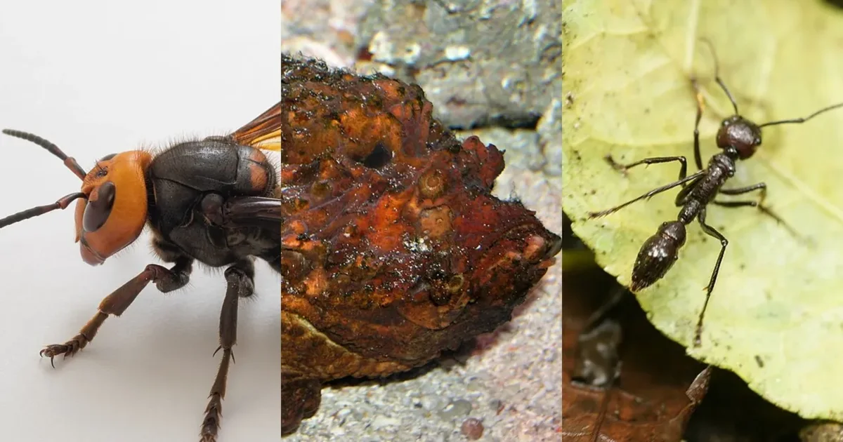  Pickimet më të dhimbshme në natyrë   nga  milingonat plumb  deri te  kandilat e detit të tmerrshëm  