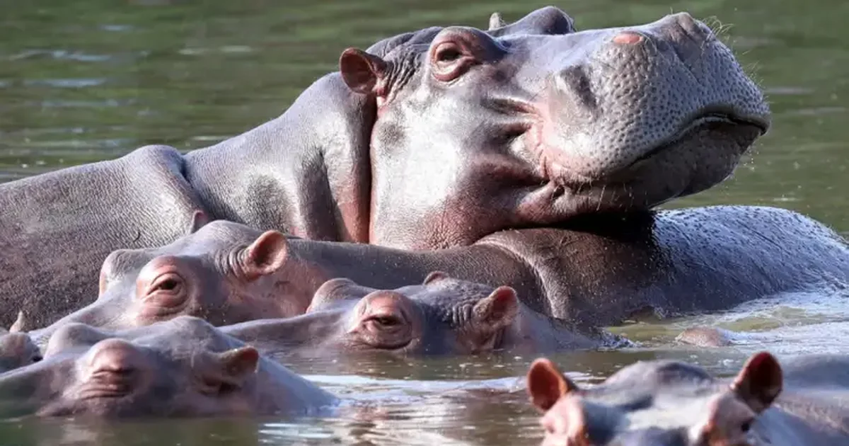 Skandal në Kolumbi  Eutanizohen dhjetëra  hipopotamë kokaine  të lidhur me Pablo Escobarin