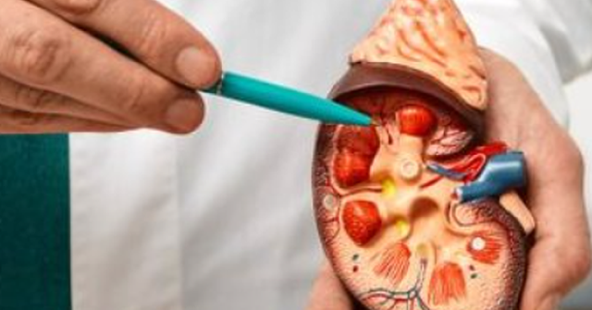 A shkaktohen gurët në veshka nga ushqimet  Ja çfarë thotë shkenca