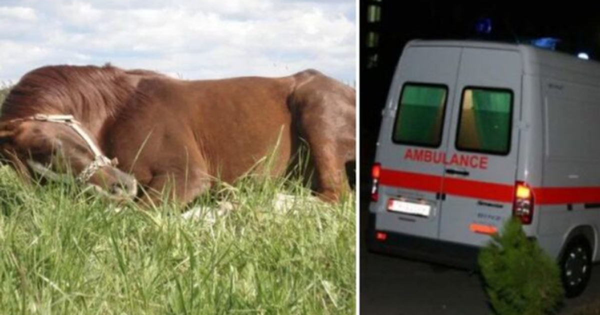 E rëndë në Dibër  U sulmua nga kali  humb jetën 65 vjeçari