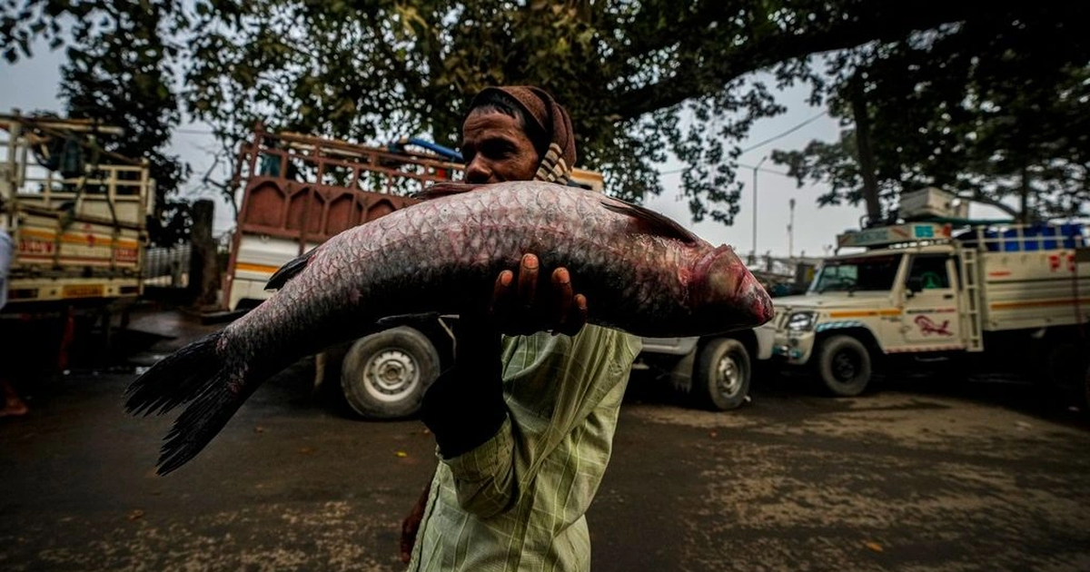 Pse politikanët në Indi bëjnë fushatë duke mbajtur peshq në dorë  Edhe Modi është bashkuar  VIDEO 