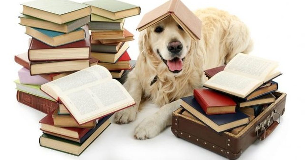  Scientific Reports   Disa qen kuptojnë gjuhën njerëzore vetëm përmes dëgjimit