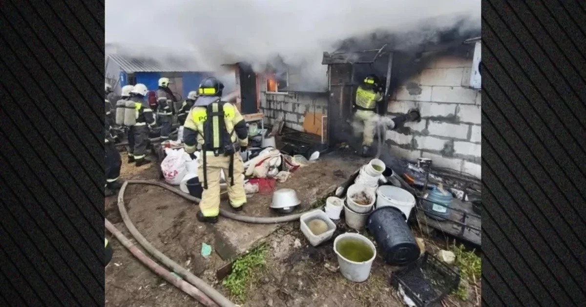 Zjarri shkrumboi ndërtesën e strehimit  ngordhin rreth 200 qen në Rusi