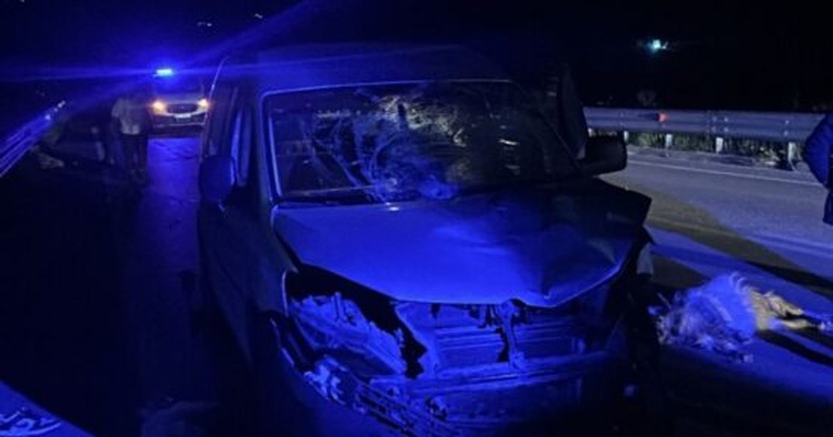 Aksident në bypass in Orikum  Vlorë  makina merr para tufën e bagëtive  përfundon në spital çobani