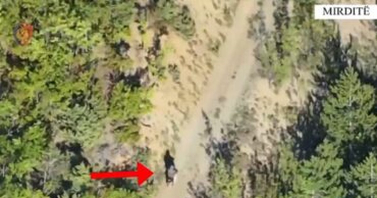 Operacion antidrogë në Mirditë  zbulohet kanabis në zonën pyjore  arrestohet 27 vjeçari