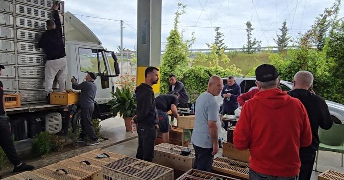 Shoqata e pëllumbave të postës proteston në Fier  Po na pengojnë të garojmë jashtë vendit