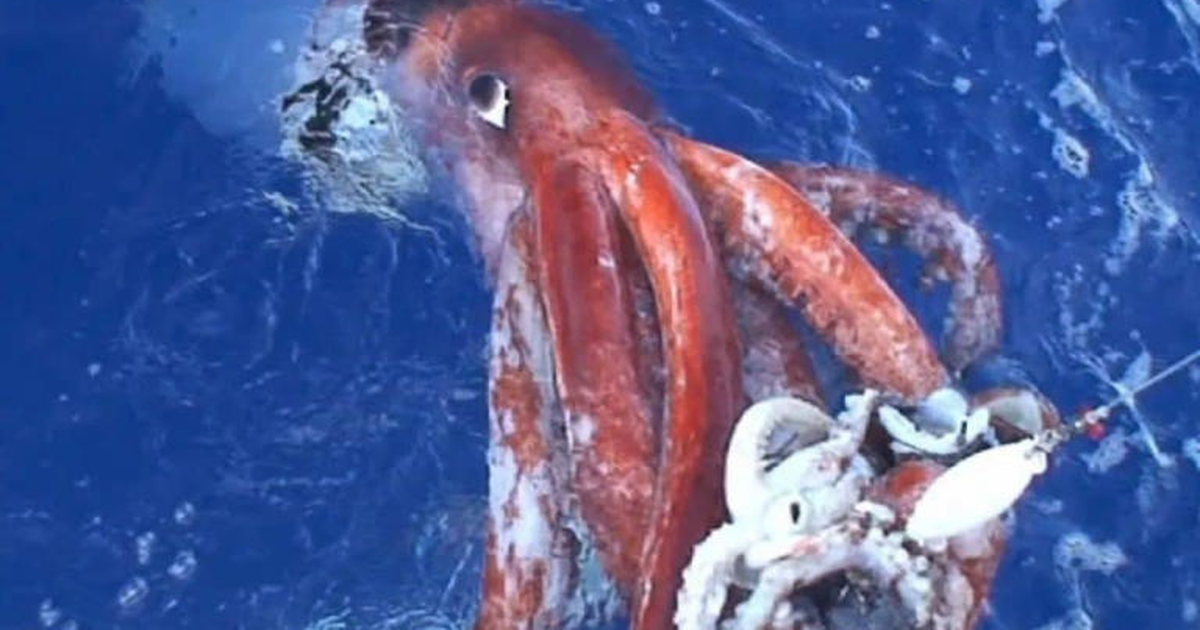  Kalamari gjigant zbulohet në thellësitë e detit australian falë ADN së mjedisore  FOTO 