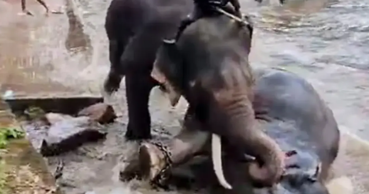 Pamje tronditëse  Turistja 33 vjeçare humb jetën tragjikisht në Indi  shtypet nga elefantët që po  luftonin   VIDEO 