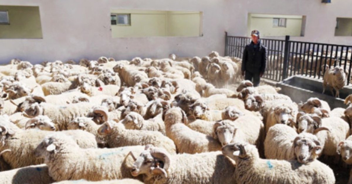 Mbi 700 aplikime dhe 59 milionë shikime  Njoftimi për punë në Kinë bëhet viral  ja çfarë ofrohej