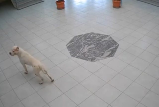 VIDEO/ Pitbulli futet në shkollë, sulmon nxënësit dhe