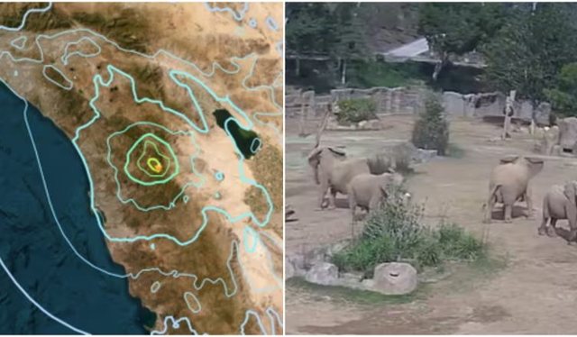 Tërmet i fuqishëm godet San Diegon, video emocionale e elefantëve
