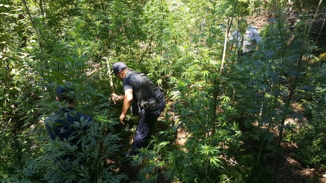 Policia aksion në fshatrat e Krujës, dyshohet për parcela me