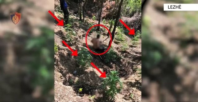 U kap "mat" duke vaditur kanabisin, arrestohet 45-vjeçari