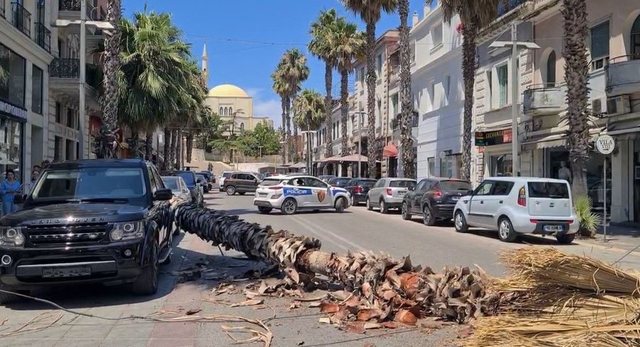 Palma rrëzohet në mes të rrugës në Durrës,