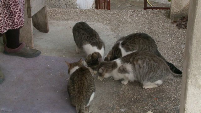 Gjyqi i rrallë në Tiranë, e moshuara 82-vjeçare gjobitet