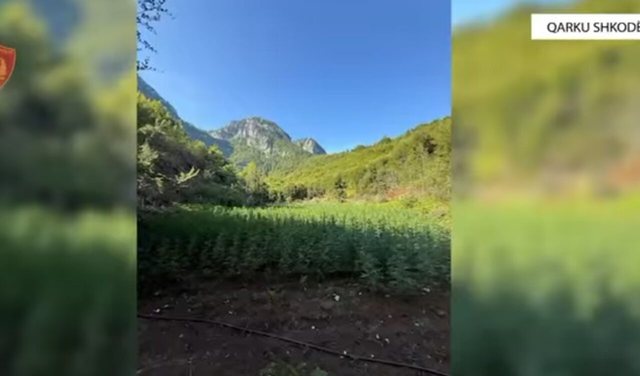 Gjenden mbi 40 mijë rrënjë kanabis në Shkodër,
