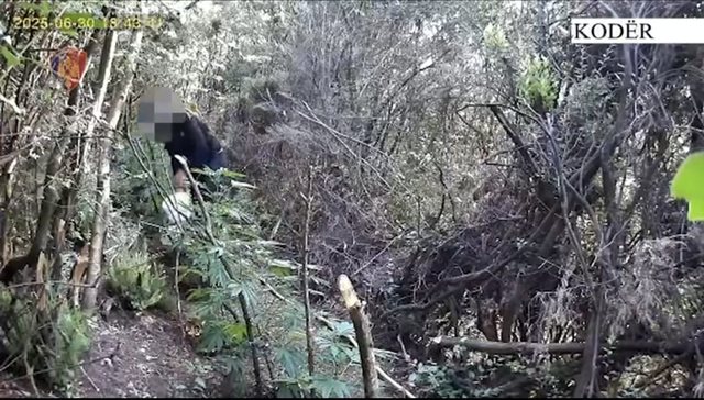 Shkodër/ Arrestohen babë e bir për kultivimin e 114 bimëve