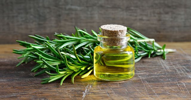 Studiuesit: Aroma e rozmarinës fuqizon trurin dhe përmirëson