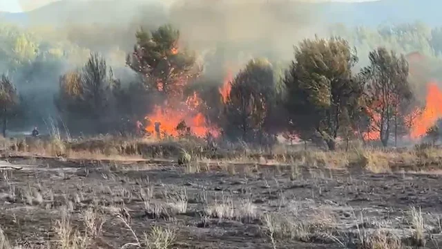 Zjarr në Zvërnec! Digjen dhjetëra pisha, flakët