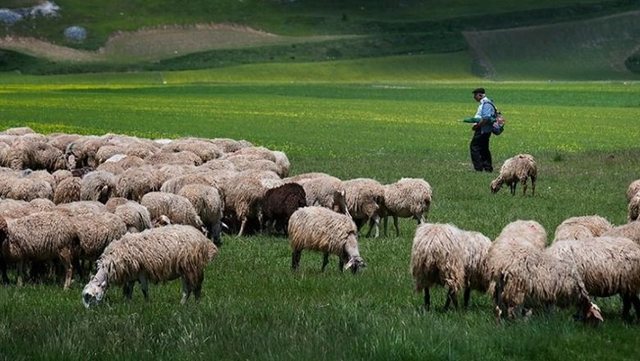 Fieri mban rekordin për prodhimin e qumështit dhe mishit në