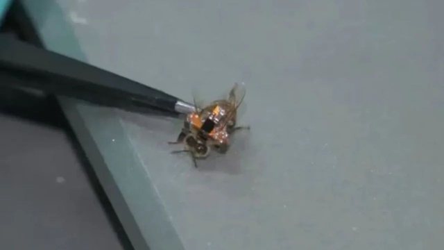 Kina krijon bletën e parë robotike, ja për çfarë