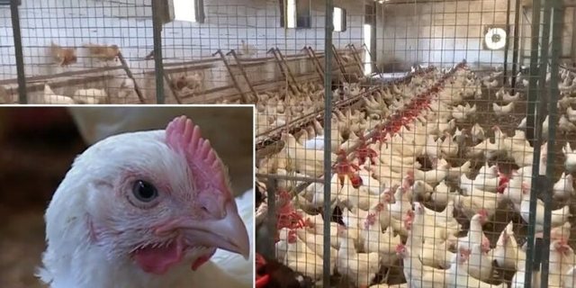 Ministria e Bujqësisë ndalon importin e shpendëve dhe derrave