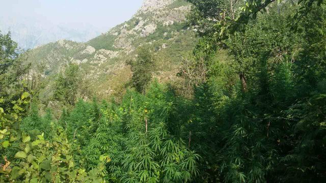 Mallakastër, kultivoi bimë narkotike Cannabis Sativa, arrestohet