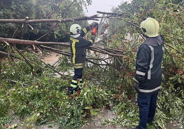 Stuhia rrëzon pemët ne Fier-Cakran, bllokohet qarkullimi i automjeteve
