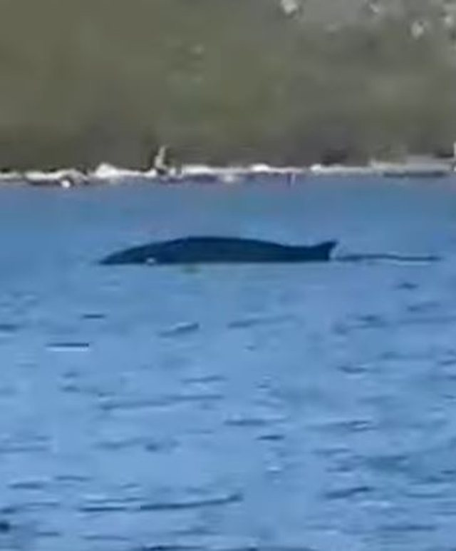 Balena në ujërat e gjirit të Vlorës, befasohen pushuesit