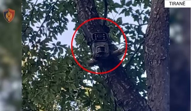 Zbulohen dy parcela me bimë kanabisi në Tiranë, ruheshin me