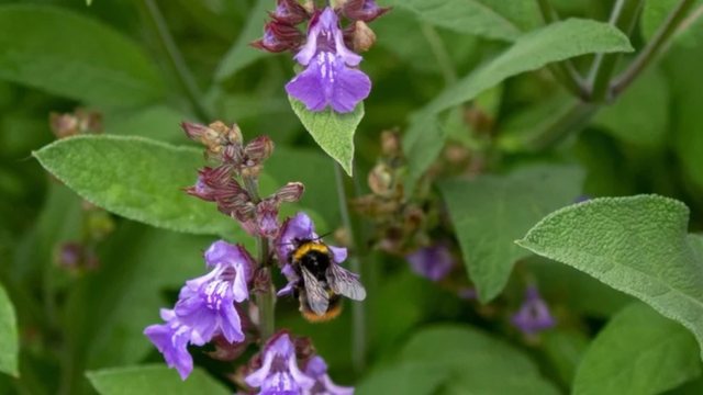 Antibiotiku i fuqishëm i natyrës! S`ka sëmundje që një