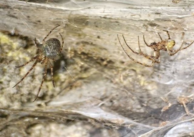 E Pazakontë! Zbulohet rrjeta e merimangës më e madhe në