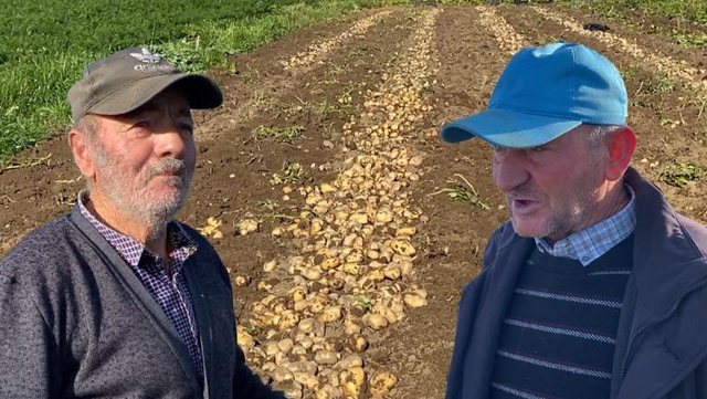 Divjakë/ Tonelata patate futen në magazina, fermerët: S'ka
