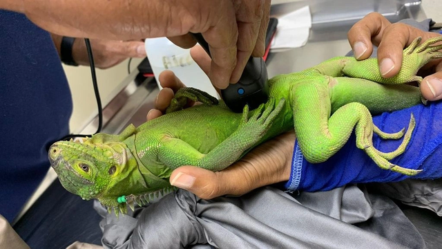 Ishulli i Karaibeve b&euml;het streh&euml; dashurie dhe mbrojtjeje p&euml;r