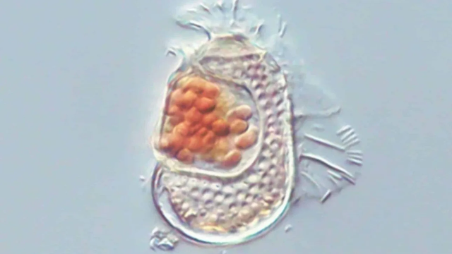 Shkenc&euml;tar&euml;t kan&euml; zbuluar nj&euml; krijes&euml; t&euml; re