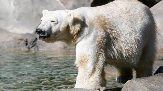 ADN-ja e arinjve polarë po ndryshon për t’u përshtatur me