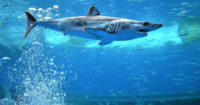 &Ccedil;'po ndodh? Peshkaqen&euml;t shfaqen n&euml; brigjet greke,