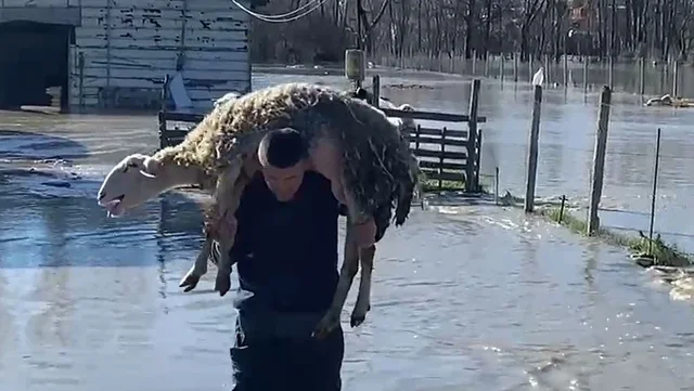 Dalja e lumit Seman nga shtrati, p&euml;rmbyten stallat e bag&euml;tive dhe