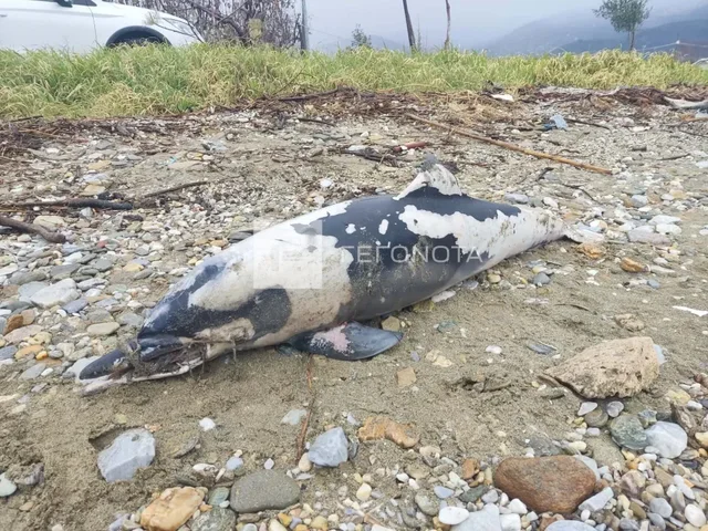 Një delfin i ngordhur me një litar në hundë gjendet në