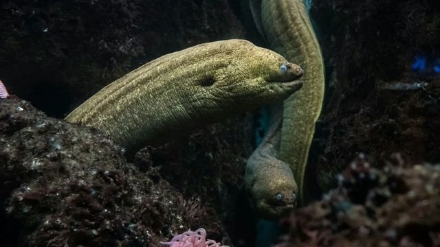 Shkenc&euml;tar&euml;t zbulojn&euml; nj&euml; pajisje GPS 97 milion&euml;