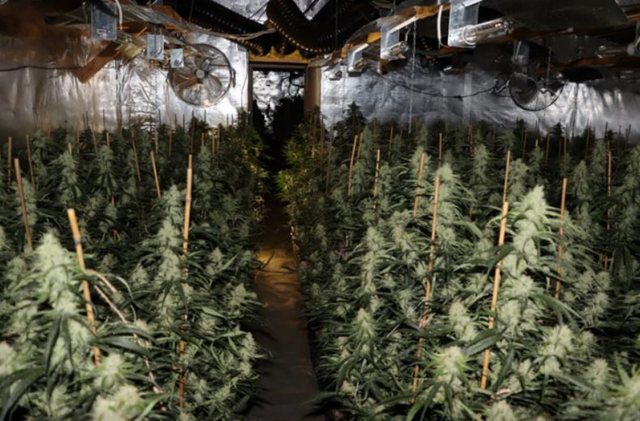 Arrestohen dy shqiptar&euml; n&euml; Gjermani p&euml;r kultivim droge/